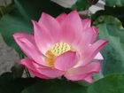 Lotus Flower Auctions