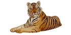 Tiger Auction Group