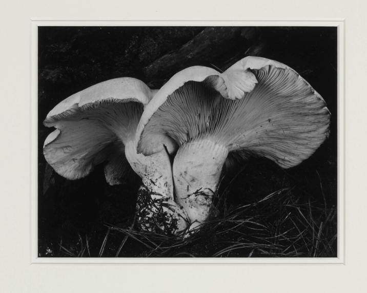 September 30th: Auction is Coming Soon preview