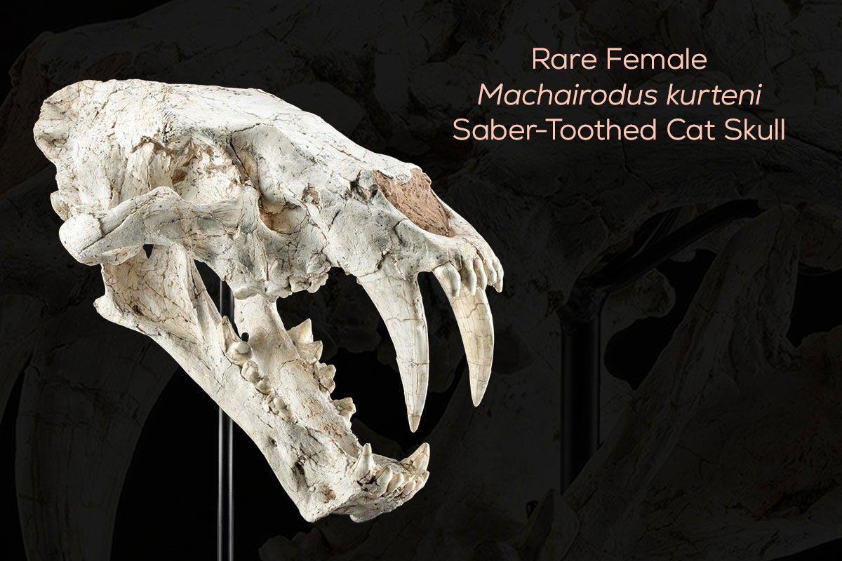 Rare Female Machairodus kurteni Saber-Toothed Cat Skull